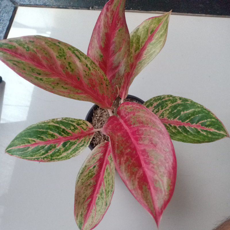 Aglonema red metalik