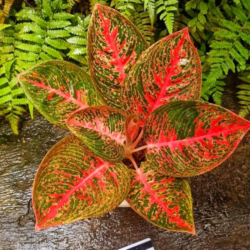 Aglonema Helena Tanaman Hias Bunga Aglaonema Murah Merah BUKAN bonggol bibit - tanaman hias hidup - 