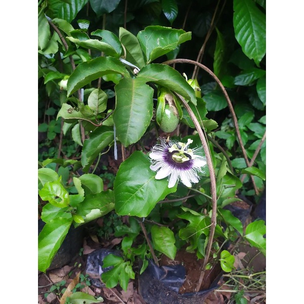 pohon buah markisa merah manis tanaman buah markisa