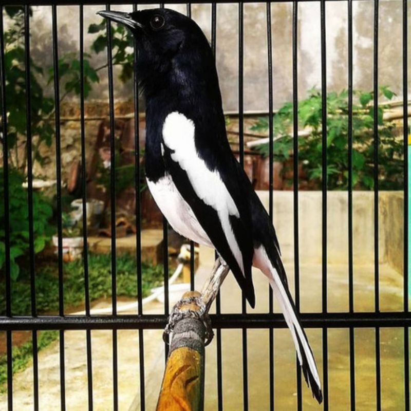 Kacer dada putih bahan, kalimantan Gred A