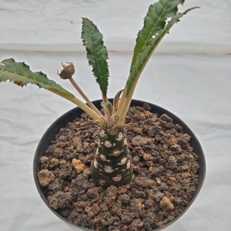 dorstenia crispa