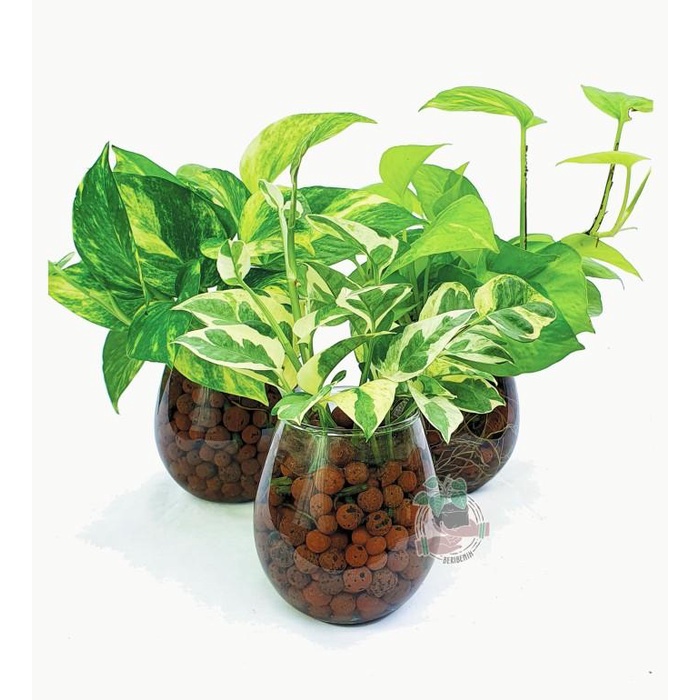 Vas Bunga Kaca Minimalis Hiasan Meja Pot Gelas Bening Tanaman Hias Air