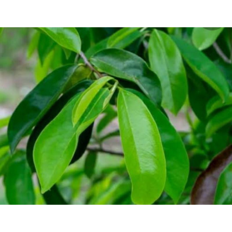 

daun sirsak muda untuk pengobatan herbal alami frees segar 100 gram