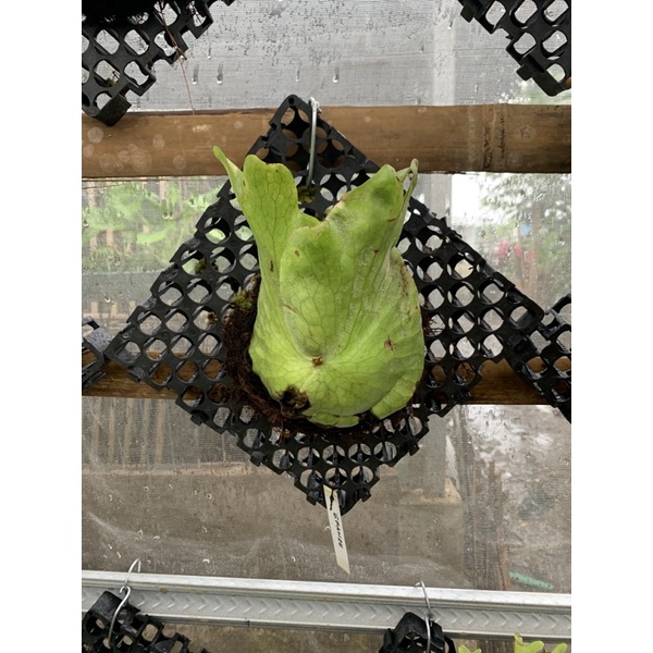 Jual platycerium atau simbar menjangan grande sulawesi, beserta papan