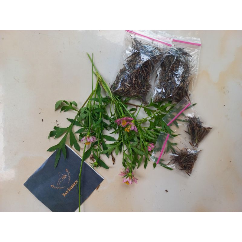 benih kenikir/ biji kenikir