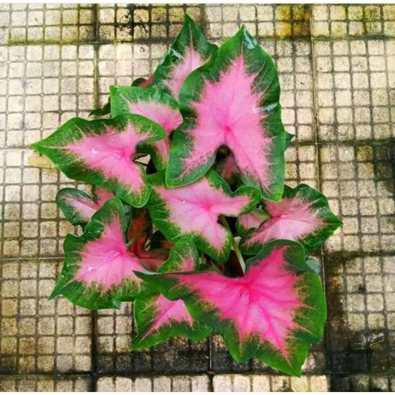 Tanaman hias keladi pink love / caladium pink love / keladi pink cantik