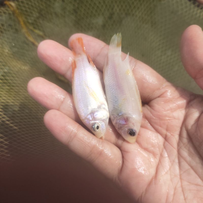 Bibit nila merah bangkok