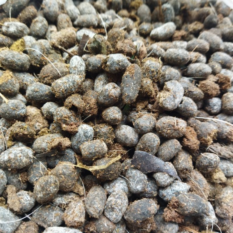 Pupuk Kompos organik kambing