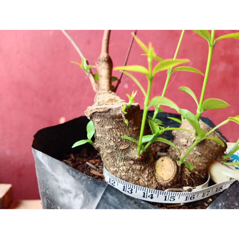 anting putri twin cangkokan mame