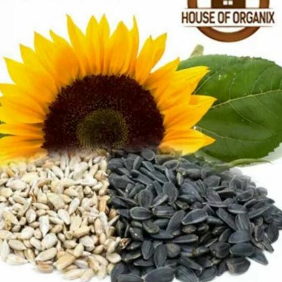 

Import Terlaris Sunflower Seeds (Biji Bunga Matahari) atau kuaci 1000 Gr 