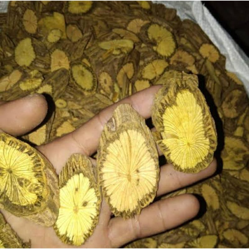 Akar Bajakah ( Bajakah Akar Kuning )