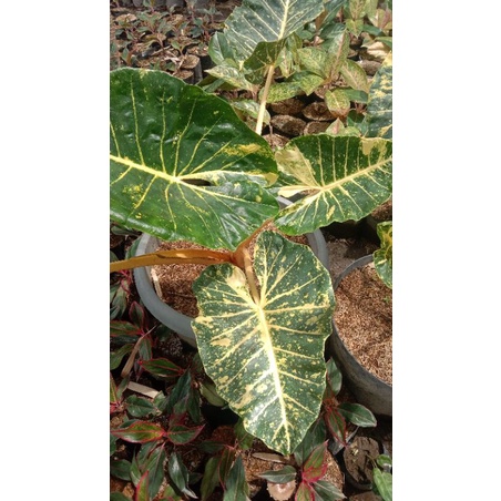 alocasia new guinea gold sente golden sente kuning sente varigata kuning tanaman hias