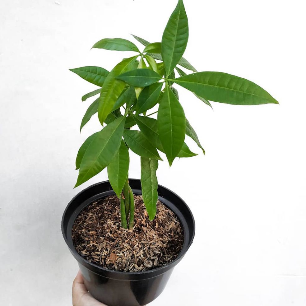 Tanaman hias pachira kepang 3 / tanaman pachira / tanaman hias pacira