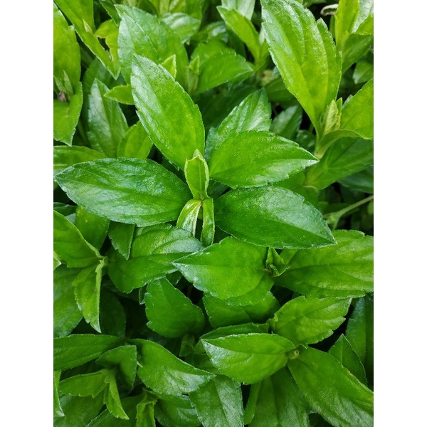 Daun tusuk konde/widelia 500g