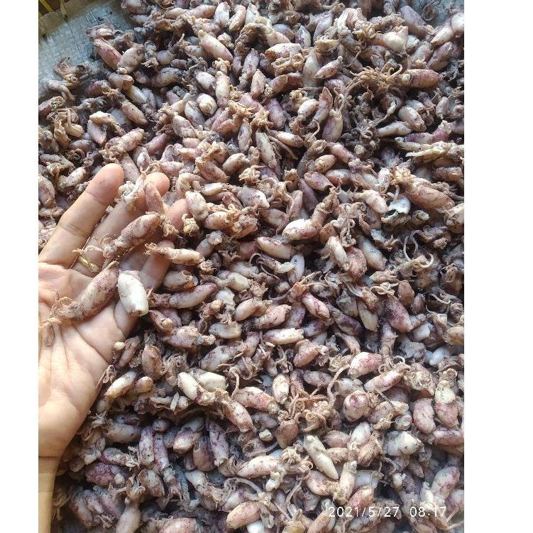 

Makin laris--BABY CUMI ASIN 1-3 CM 250 GRAM CUMI ASIN MINI 250 GRAM