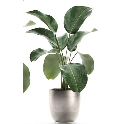 Tanaman hias pisang calathea lutea Tanaman hias hidup calathea lutea Bibit tanaman hias calathea lut