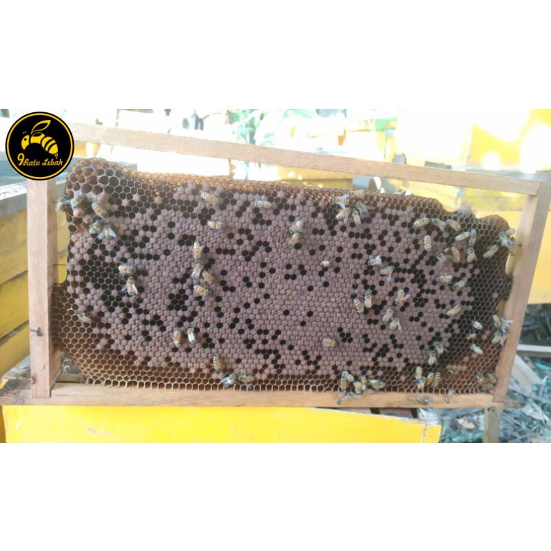 Sisiran Larva / brud lebah melifera