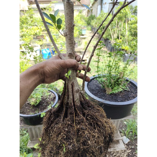 bonsai kimeng pecah batang