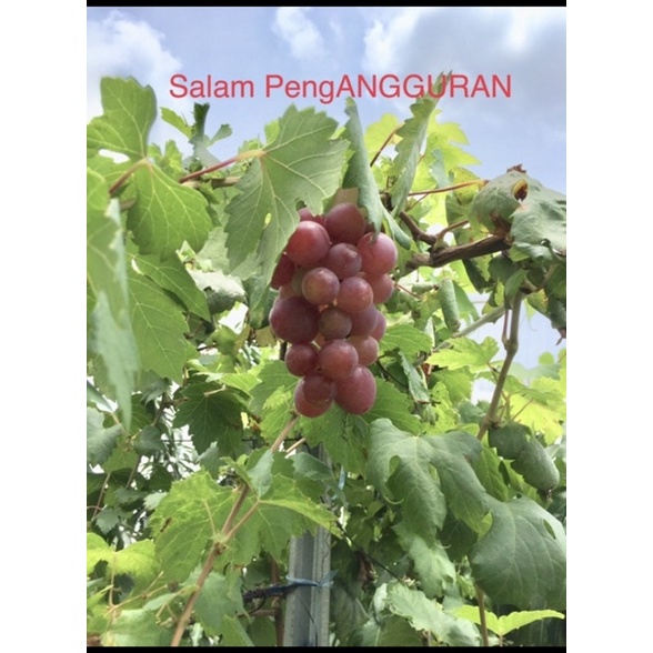 Entres anggur import per paket