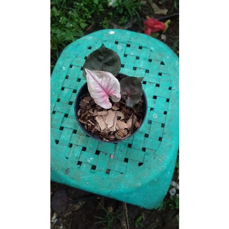 Syngonium strawberry ice