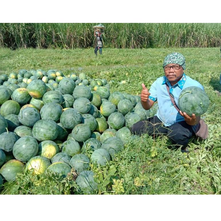 PMA.18Oc22ᵁ ▫ Semangka Bulat non biji Mahkota Seed Black Jumbo F1 - 350 butir