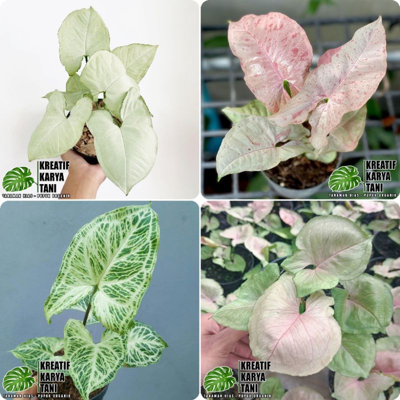 Barm Bibit - Macam macam tanaman hias syngonium - Syngonium - Singonium