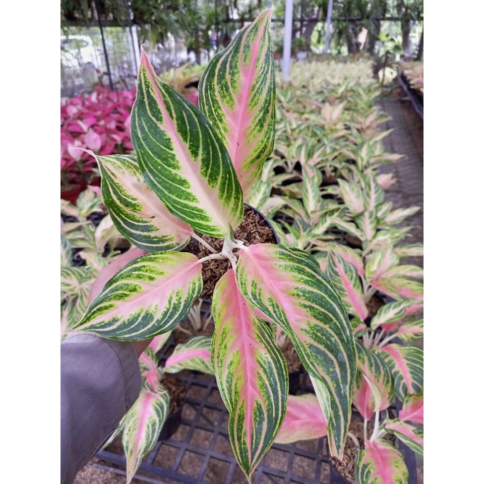 Aglonema Pink Sunset Dewasa Rimbun 7,8,9 Daun UP / Aglo Pink Sun Set