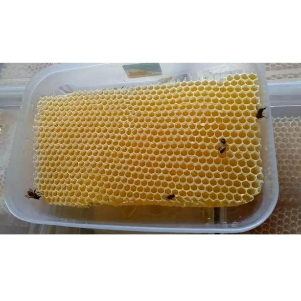 

BEST PRICE 9926 Madu sarang Asli 100% honeycomb[500gr] ㆊ