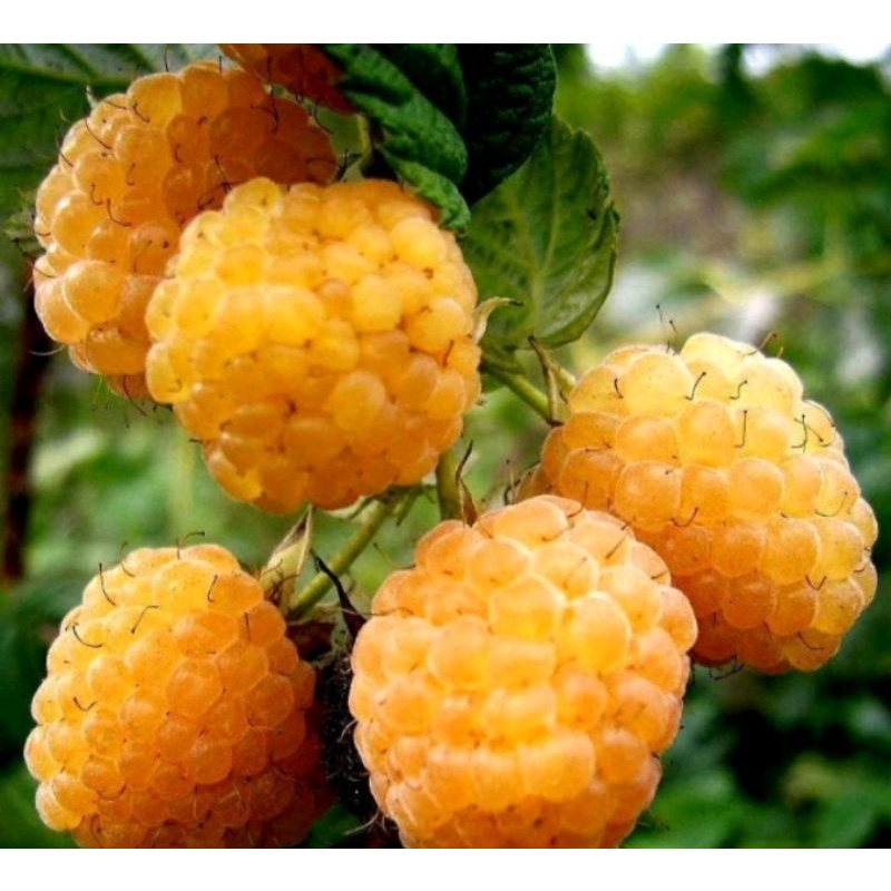 Bibit langka Raspberry gold (kuning) import asli