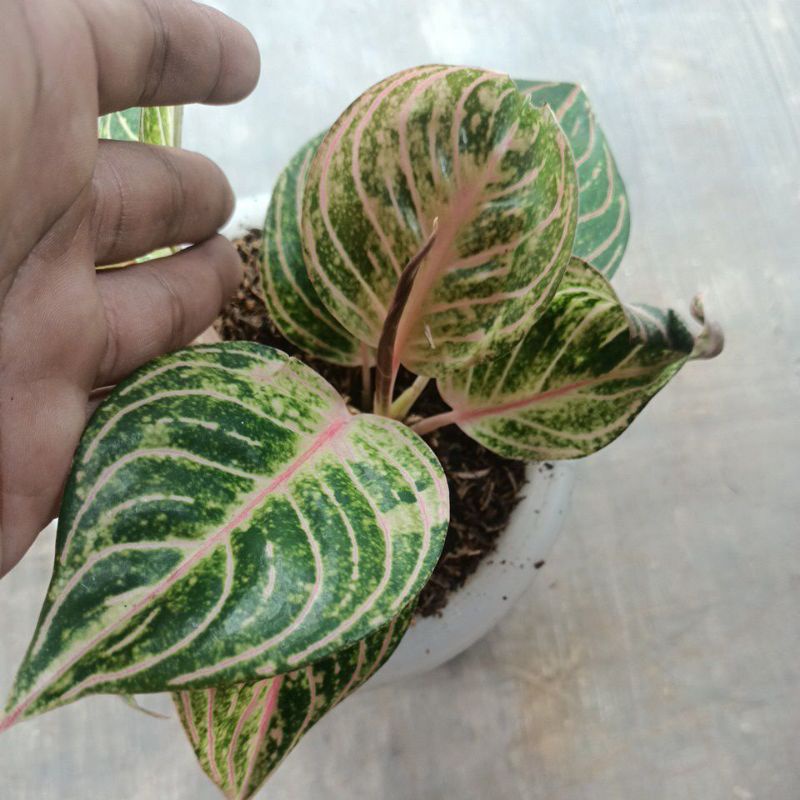 bunga Aglonema esmeralda