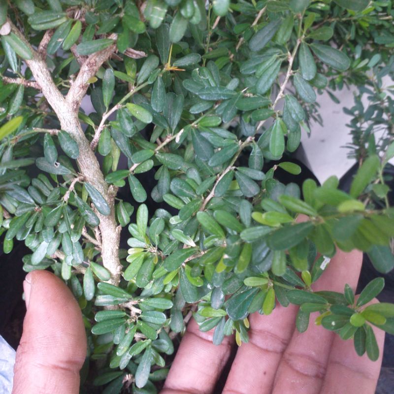 saeng simbur super mikro vietnam