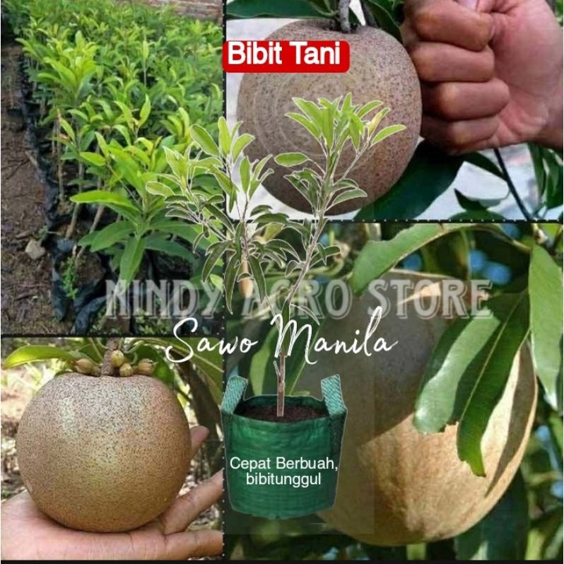 Asri Bibit sawo jumbo Manila