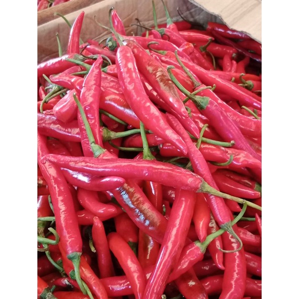 CABAI MERAH BESAR TW 1KG