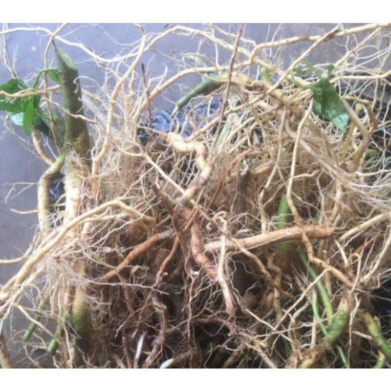 

Akar sidaguri segar 500 gram