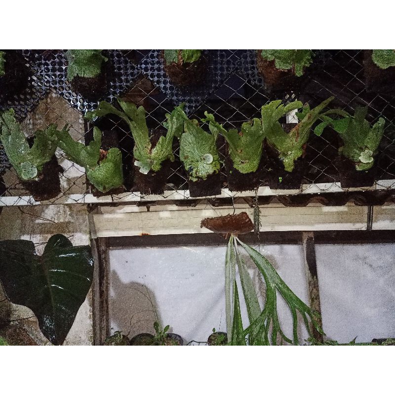 Platycerium Wandae papua