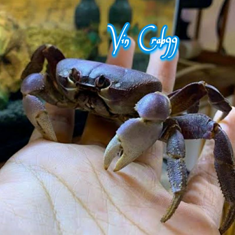 

Kepiting Hias (Gecarcoidea Lalandii)