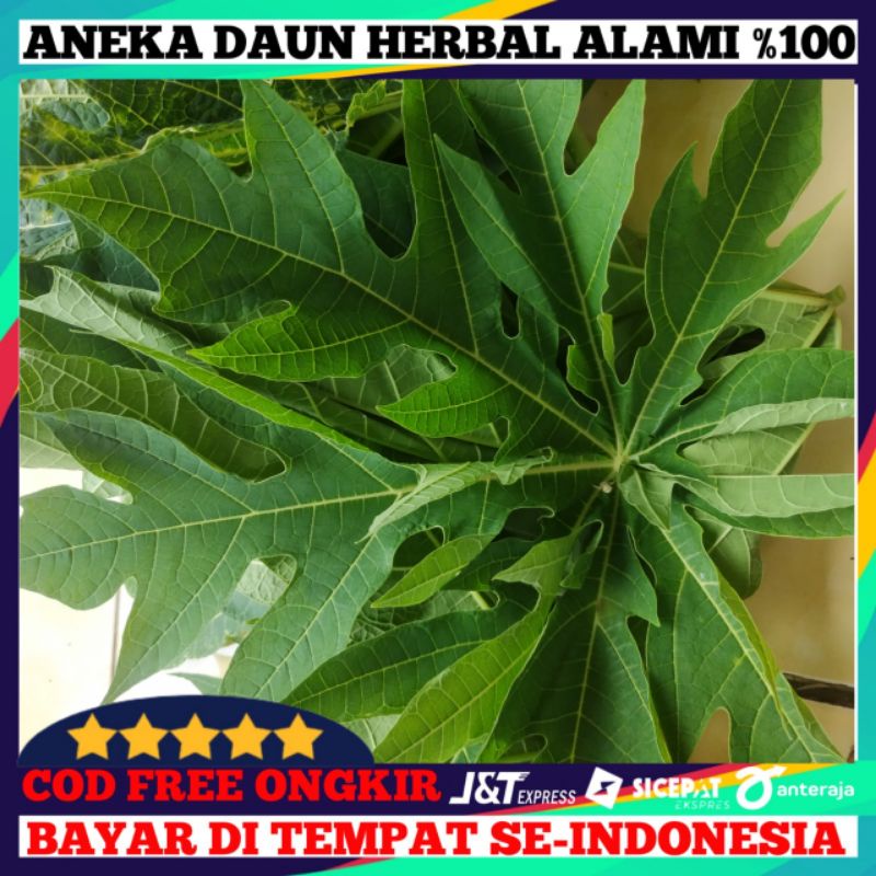 

daun pepaya muda 500g