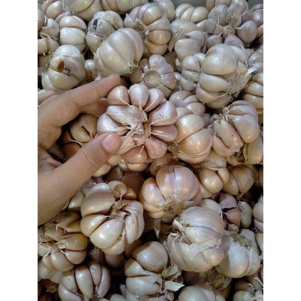 

bawang putih