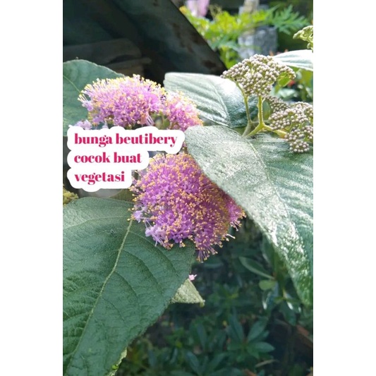 pakan klanceng bunga vegetasi lebah beauty berry tanaman hias
