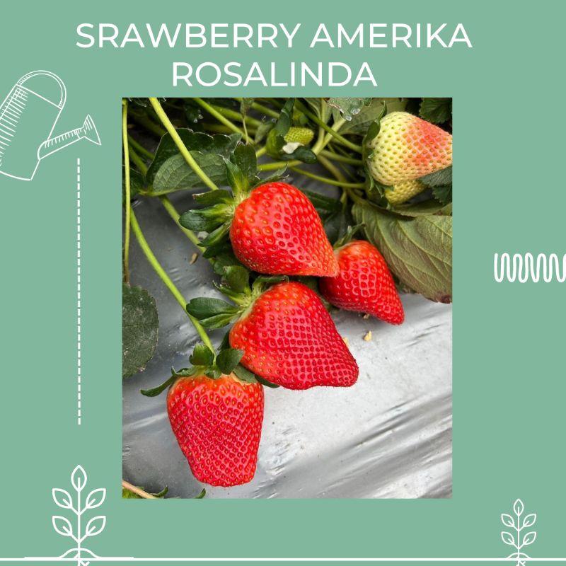 Bibit Strawberry Amerika "ROSALINDA" manis garansi valid murah