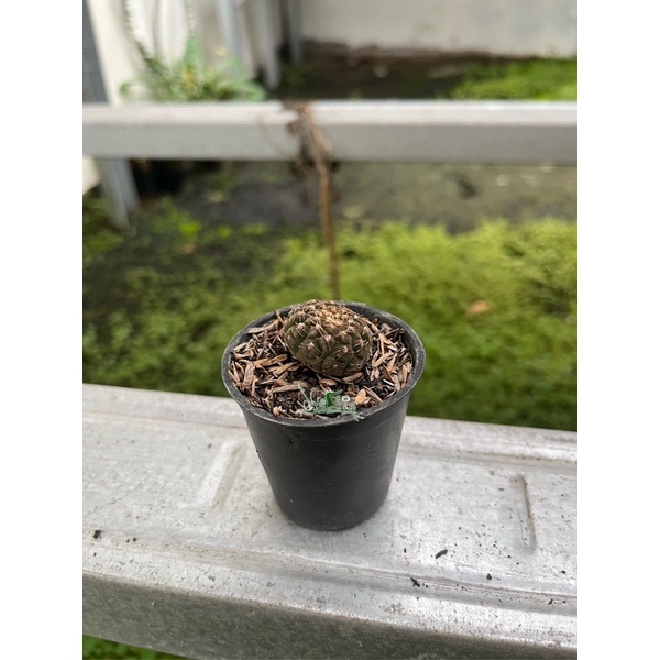 Kaktus Gymnocalycium ragonesei
