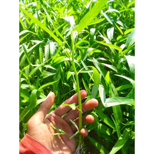 benih kangkung 500 gram
