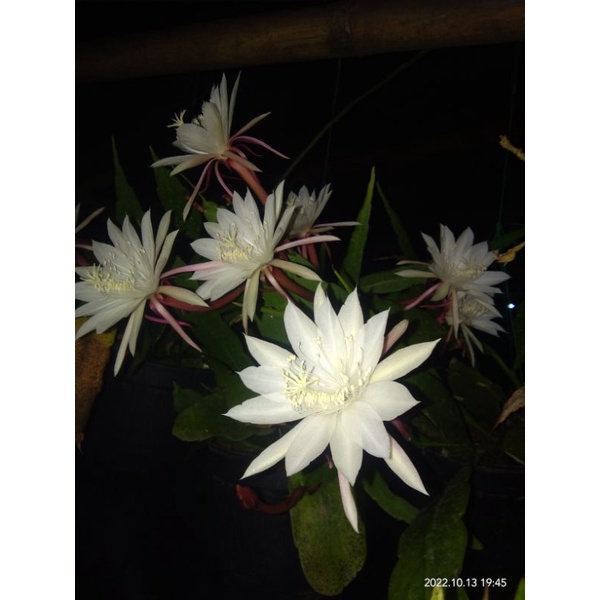 Tanaman hias wijaya kusuma mini