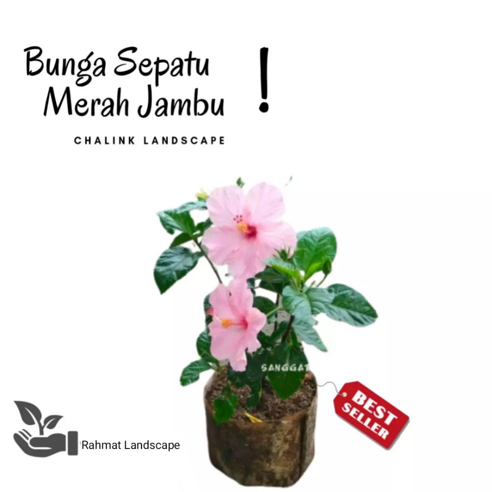 Tanaman hias kembang sepatu bunga pink / tanaman bunga sepatu / tanaman kembang sepatu / bunga