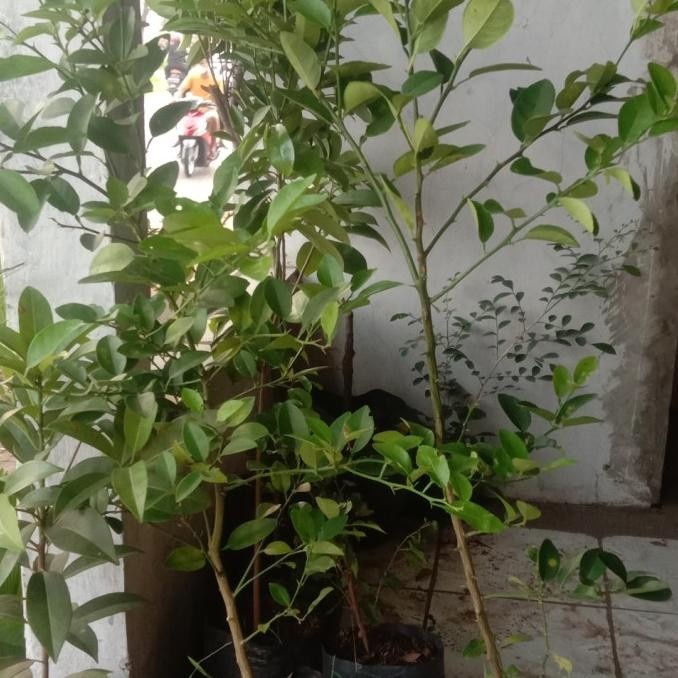 joss Tanaman jeruk nipis - Bibit Jeruk Nipis Bibit Jeruk Nipis viral UNGGULAN