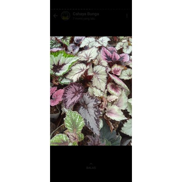 paket begonia