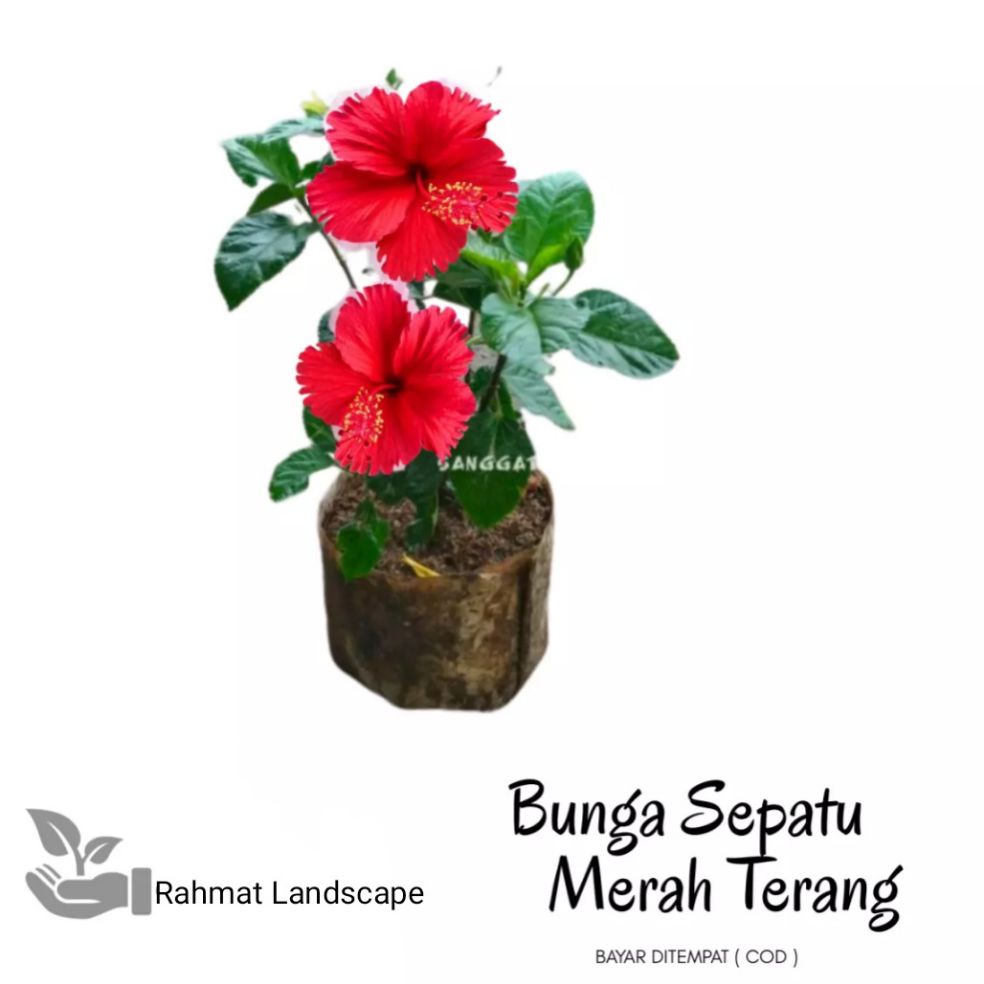 Tanaman kembang sepatu bunga merah / tanaman kembang sepatu / tanaman bunga sepatu