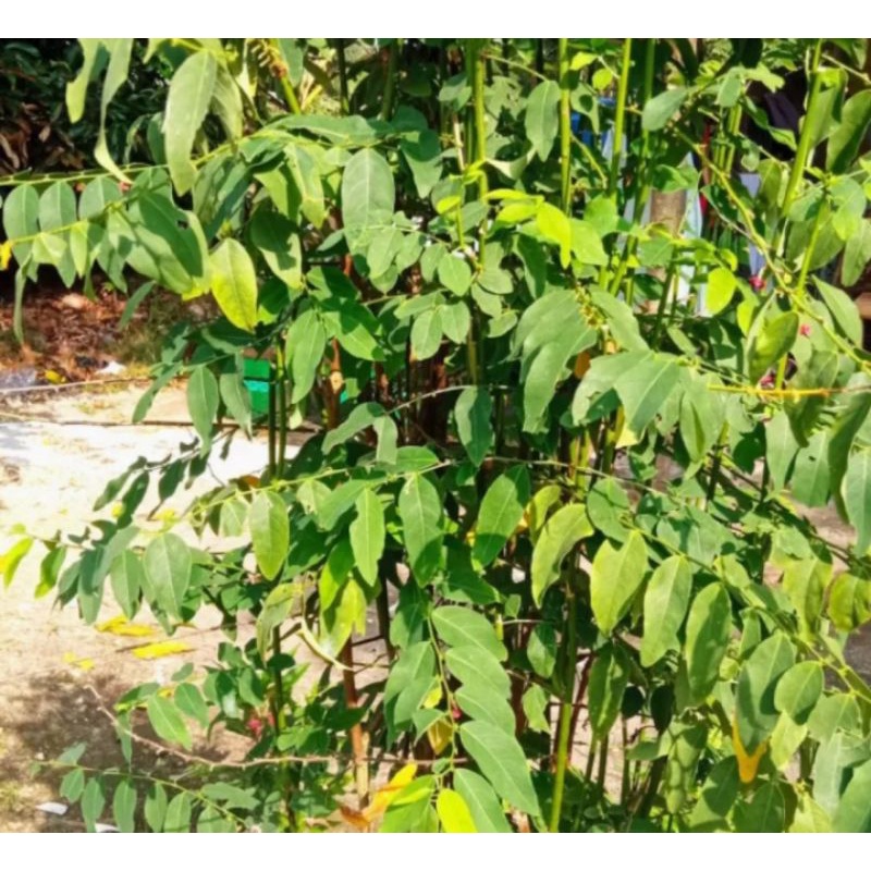 

Daun katuk segar (250gr)