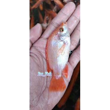 bibit ikan nila merah bangkok terbaik berkualitas sehat dan terawat ukuran 8-9cm