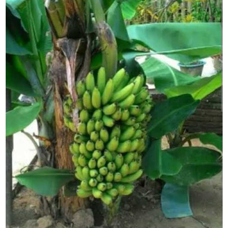 Pohon Pisang Ambon Mini